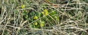Sagebrush buttercups, Macalister, March 30, 2013