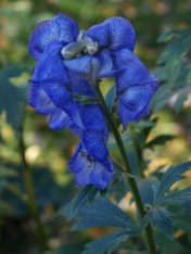 Aconitum carmichaellii - Monkshood - Hill Farm - November 1, 2014
