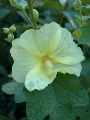 Russian Hollyhock, Alcea rugosa. This reliable beauty has spread itself throughout our garden, and has proven itself one of the most perennial of this sometimes fickle genus. Generally pale sulphur yellow, it sometimes produces peach-pink or blush-white blooms, obviously from cross pollination with the double English hollyhocks, Alcea rosea, we sometimes grow.