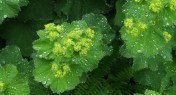 Alchemilla mollis - Lady's Mantle May 2013 - In the rain.