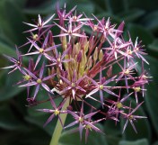 Allium christophii - Star of Persia Ornamental Onion. Image: HFN