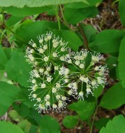 The somewhat elusive flowers of a local member of the Ginseng Family, Aralia nudicaulis, Wild Sarsaparilla. June 14, 2014. Goodsir Nature Park, Salmon Valley, B.C.