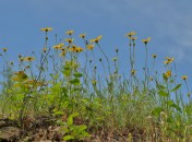 Arnica sp. against a blue, blue sky. Fraser Canyon, near Boston Bar. May 30, 2014.