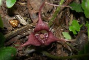 And even rarer, and completely unexpected, a flourishing patch of Wild Ginger, Asarum caudatum. Less than an inch wide, these wonderfully designed blooms lie hidden under the parent plant's foliage, and often the forest floor duff, and are pollinated by crawling insects. June 14, 2014. Goodsir Nature Park, Salmon Valley, B.C.