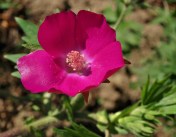 callirhoe