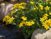 Marsh Marigold - Caltha palustris - David Douglas Botanical Garden - UNBC, Prince George - May 18, 2014