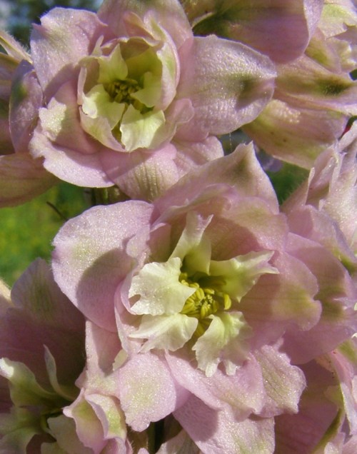 'Cherry Blossom' delphinium, Hill Farm, July 7, 2013 