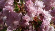 double cherry blossoms van dusen vancouver april 2 2016