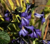 clematis heracleifolia