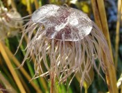 clematis serratifolia 