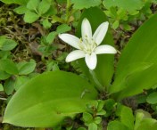 Queen's Cup, Clintonia uniflora. The delicate white flower is followed by a single blue berry. We had just discovered a stand of these small woodlanders up near Tyee Lake in our own region, in bud stage, so we were happy to observe the many in bloom at Goodsir as a sort of prelude to the local season, as it were.