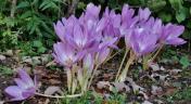 Autumn Crocus - Colchicum autumnale - Image: HFN
