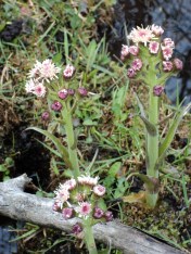 Sweet Coltsfoot - Petasites frigidus var. nivalis (we're pretty sure) - near Tyee Lake, B.C., May 9, 2014. The Petasites send up their flower stalks early in the spring from creeping rootstalks, with emergence of the handsome foliage coming later. 
