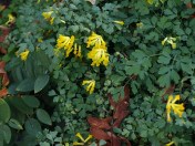 Corydalis lutea oct