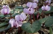 And of course we must include our treasured Cyclamen coum, which made it through another winter in fine form. Image: HFN