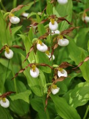 Mountain Ladyslipper Orchid - Cypripedium montanum - Goodsir Nature Park, Salmon Valley, B.C.