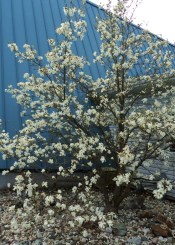 Not in the Hill Farm garden, but in West Quesnel at the little A-frame Lutheran Church is this zone-pushing Star Magnolia tree. The winter of 2014-15 was obviously mild enough for this stellar show.