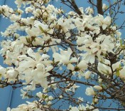 And a closer look at the Magnolia's exotic flowers.