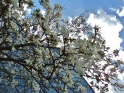 Magnolia stellate, early May 2015, West Quesnel.