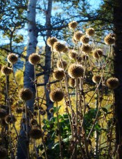Echinops sphaerocephalus oct