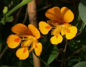 A petite heritage nasturtium, 'Elf Cap', vigorously climbs a bamboo tripod. Image: HFN