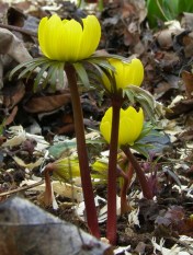Eranthis hyemalis - Winter Aconite. A tiny early bulb, a yellow 