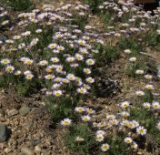 Erigeron compositus. Image: HFN