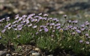 Erigeron compositus. Cutleaf Daisy. May 2014. Image: HFN