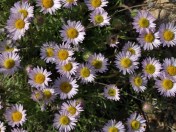 Erigeron compositus. April 20, 2016. Image: HFN