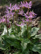 Erythronium revolutum - Pink Fawn Lily. This is a lovely native wildflower which blooms in its natural habitat along the southern BC coast in April and May. Image: HFN