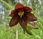 The reason for our visit to Goodsir - we were on a quest to find the rather rare Northern Rice-root, Fritillaria camschatcensis. We found 5 plants, with only one yielding bloom. Definitely a start, as we still hope to see these blooming in profusion. The quest, though technically successful, continues...
