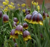 Fritillaria michailovsky Erythronium 'Pagoda' April 17, 2016 Image: HFN