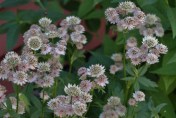 Astrantia in the shade: Kim Herdman and Michael Rawluk's garden.