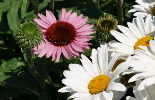 A couple of bright-eyed composites: Echinacea and Shasta Daisy in Kim & Michael's garden.