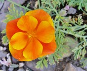 California Poppy: Kim & Michael's garden.