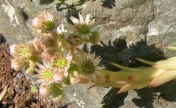 Sempervivum (Hen-and-Chicks) bloom spike. Leah & Michael's garden.