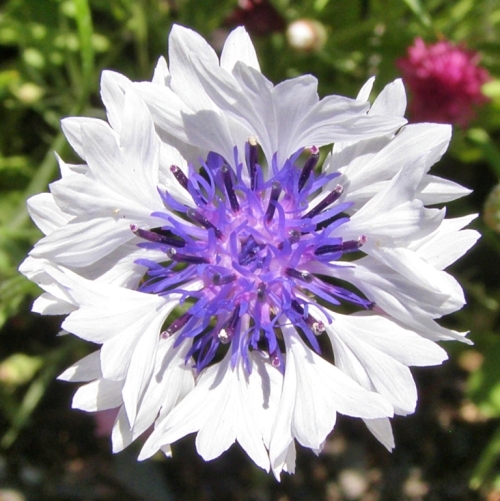 Just one of many lovely annual cornflowers making themselves at home in Leah and Michael's garden.