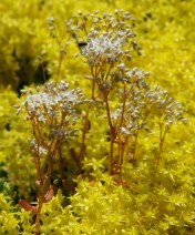 Lynette Patenaude: a river of sedums among the rocks.