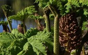 No visit to Vancouver would be complete without a few minutes spent in admiration of one of the local exotics - the other-worldly Gunnera manicata, hailing from South America and a great favourite for coastal gardeners with a wet, warm microclimate. These things get huge - leaves to 4 feet across, mature height easily topping 10 feet. Not for us Interior gardeners to grow in our less-than-South-American climate, but fun to look at nontheless. Image: HFN