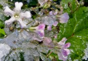 gypsophila pacifica