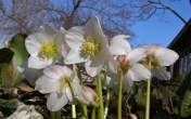 Christmas Rose - Helleborus niger. One of the hardiest of the Hellebores, and the best suited to our region. Buds form under the snow, to burst into bloom on the first warm days. Foliage is evergreen, so we heap dry shavings over our plants to prevent excessive leaf loss. Gardeners with reluiable snow cover needn't bother. Image: HFN