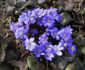 Lovely Hepatica nobilis, outdoing itself in response to a few warm days. Image: HFN