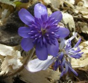 Hepatica transsilvanica 'Elison Spence' - a charming double cultivar which is slowly but surely settling in to our shady bit of woodland border. Image: HFN