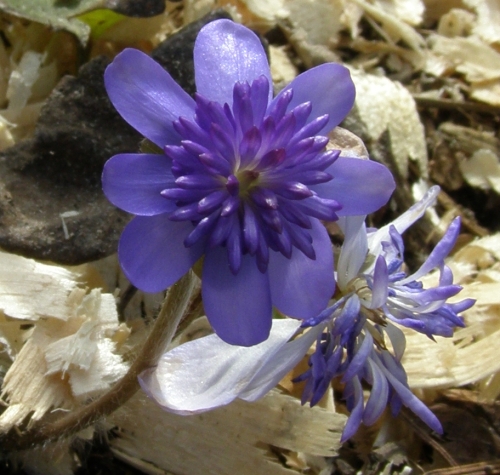 Hepatica transsilvanica 'Elison Spence' - a charming double cultivar which is slowly but surely settling in to our shady bit of woodland border. Image: HFN