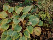 Foliage effects: an unknown hosta (we are very good at losing tags), and Painted Fern 'Branford Beauty' - Athyrium japonicum x filix-femina.