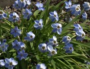 Here's a sweet thing, Spring Starflower, Ipheion uniflorum. This is another South American, a bulbous plant originally from Argentina and Uruguay. Reported hardy to Zone 5, and tempting to consider for a trial one day, perhaps in a sun-baked rockery or dry border. Image: HFN