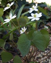 Jeffersonia diphylla - Twinleaf. Image: HFN
