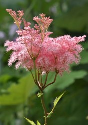 Ridiculously pink Queen-of-the-Prairie, Filipendula rubra venusta, looks like fluffy cotton candy. So sweet! Hill Farm, July 21, 2014