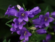 Nettle-Leaf Bellflower, Campanula trachelium, is rarely grown in our gardens, but it is a lovely, well-behaved plant. Shades of dark to pale purple; the pretty out-facing bells are intriguingly whiskered inside. Hill Farm, July 21, 2014