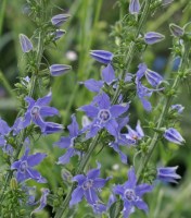 Campanulastrum americanum - American Bellflower - this gorgeous Eastern North American biennial bellflower is absolutely loaded with flowers right now. Definitely a keeper! Hill Farm, July 21, 2014